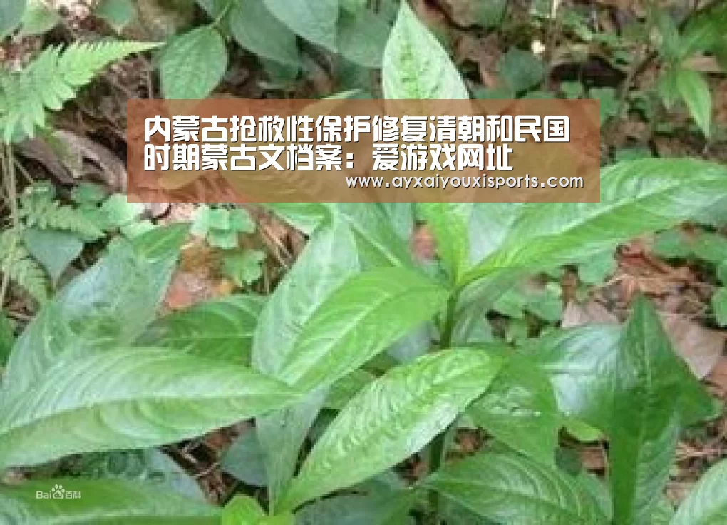 内蒙古抢救性保护修复清朝和民国时期蒙古文档案:爱游戏网址(图1) 内蒙古抢救性保护修复清朝和民国时期蒙古文档案:爱游戏网址(图1)